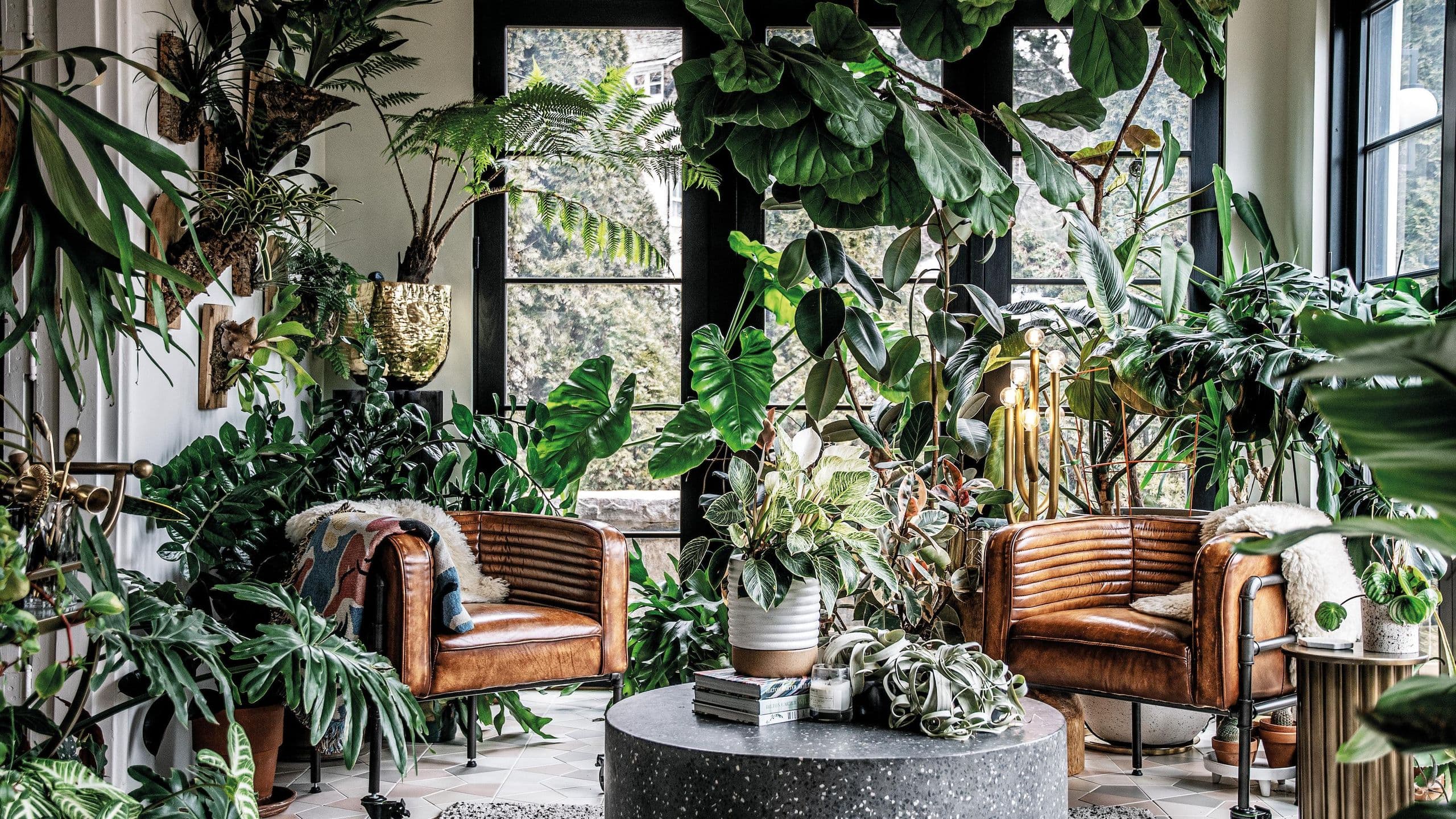 A warm, plant-filled living space with layered tropical greenery